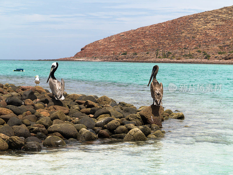 在 Isla Spiritu Santo Baja California Sur 上的鹈鹕